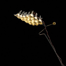 Christoph Scholz Mister Blister Lamp