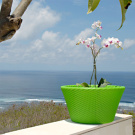Lebello Pots