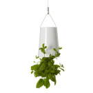 Patrick Morris Sky Planter